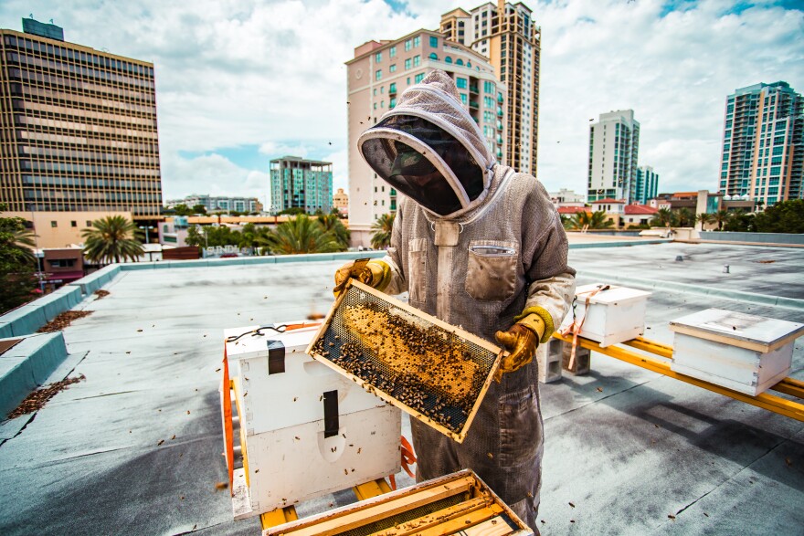 urban beekeeping.jpeg
